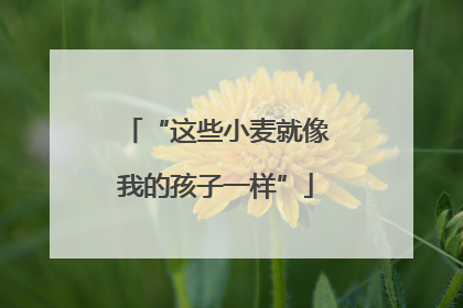 “这些小麦就像我的孩子一样”