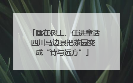睡在树上、住进童话 四川马边县把茶园变成“诗与远方”