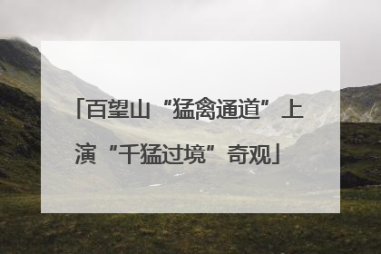 百望山“猛禽通道”上演“千猛过境”奇观