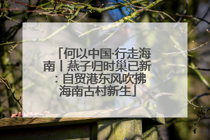 何以中国·行走海南丨燕子归时巢已新：自贸港东风吹拂 海南古村新生