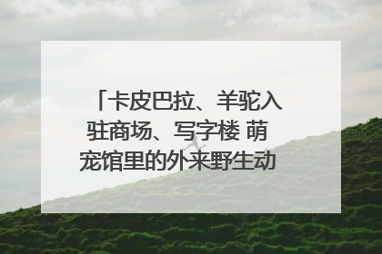 卡皮巴拉、羊驼入驻商场、写字楼 萌宠馆里的外来野生动物暗藏哪些隐患？