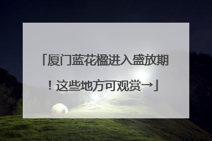 厦门蓝花楹进入盛放期！这些地方可观赏→