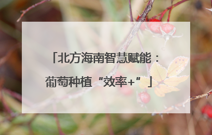北方海南智慧赋能：葡萄种植“效率+”