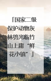 国家二级保护动物灰林鸮光临竹山上庸“鲜花小镇”