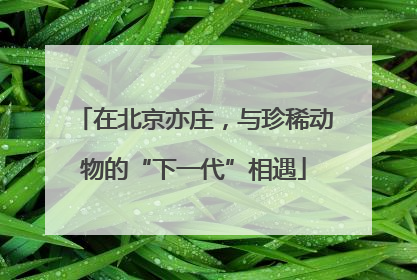 在北京亦庄，与珍稀动物的“下一代”相遇