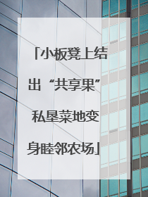 小板凳上结出“共享果” 私垦菜地变身睦邻农场