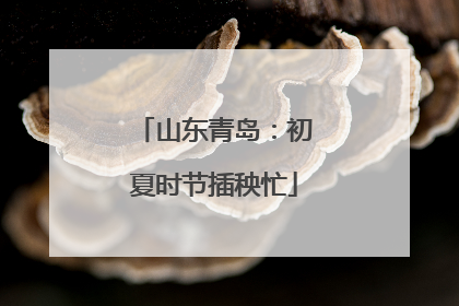 山东青岛：初夏时节插秧忙