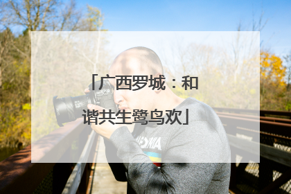 广西罗城：和谐共生鹭鸟欢