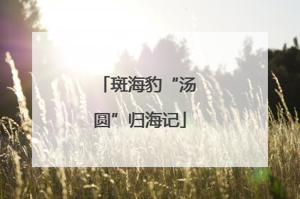 斑海豹“汤圆”归海记