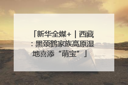 新华全媒+｜西藏：黑颈鹤家族高原湿地喜添“萌宝”
