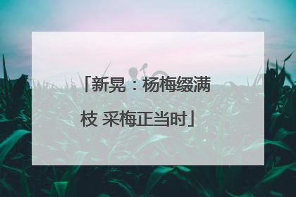 新晃：杨梅缀满枝 采梅正当时