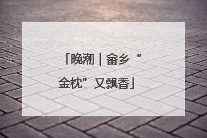 晚潮｜畲乡“金枕”又飘香