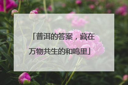 普洱的答案，藏在万物共生的和鸣里