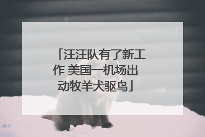 汪汪队有了新工作 美国一机场出动牧羊犬驱鸟