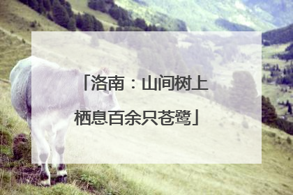 洛南：山间树上栖息百余只苍鹭