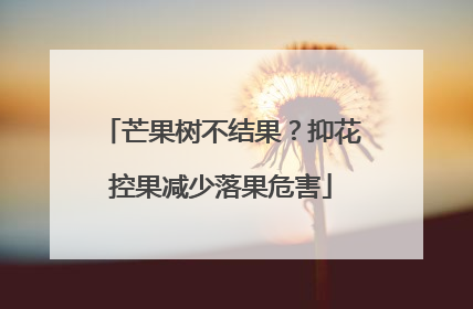 芒果树不结果？抑花控果减少落果危害