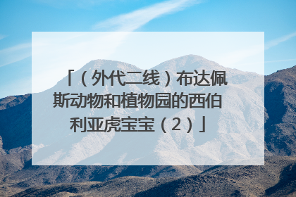 （外代二线）布达佩斯动物和植物园的西伯利亚虎宝宝（2）